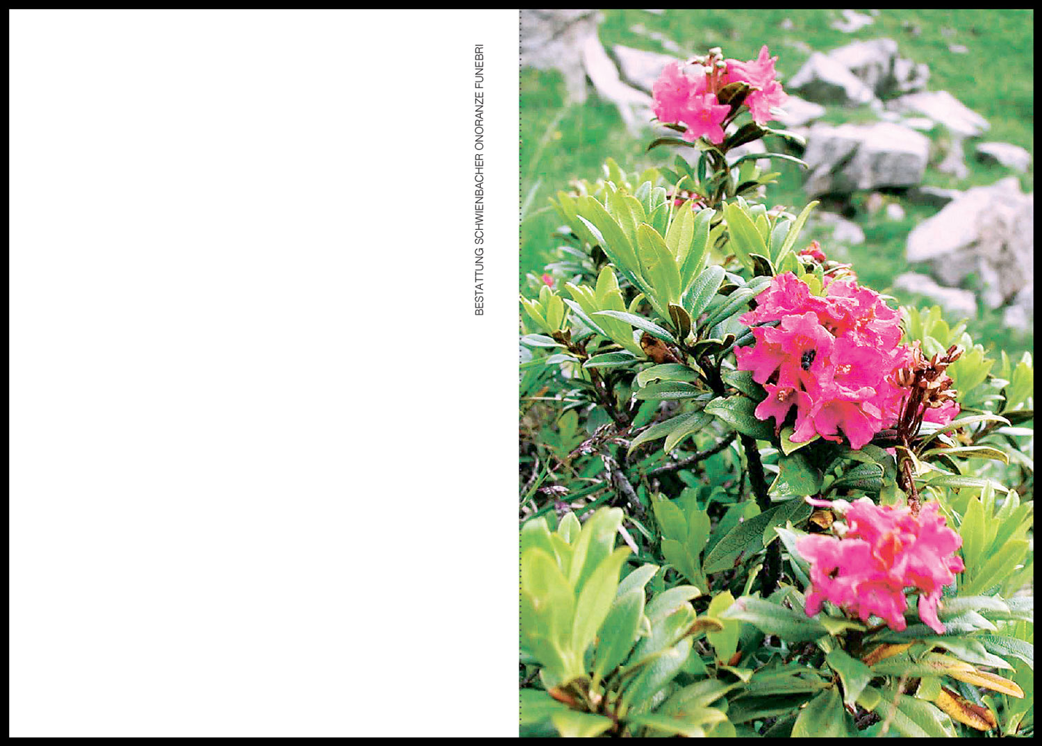 Sterbebild: Gabriella Gabos in Padovan