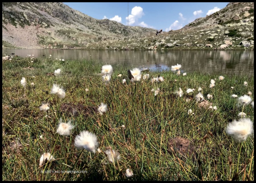Sterbebild: Manfred Sicher