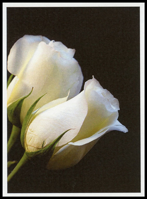 Sterbebild: Christina Wwe. Boschetti geb. Schöpf