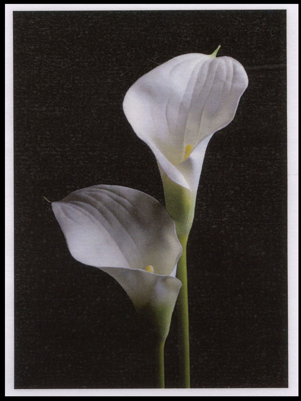 Sterbebild: Erika Niklaus geb. Schöpf