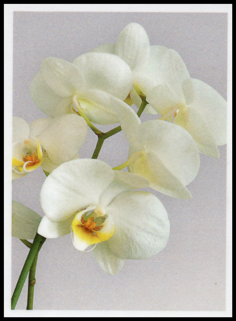 Sterbebild: Elsa Wwe. Spini geb. Veith