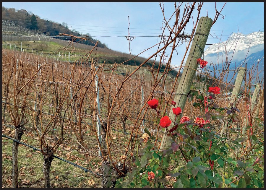 Sterbebild: Erhart Tutzer