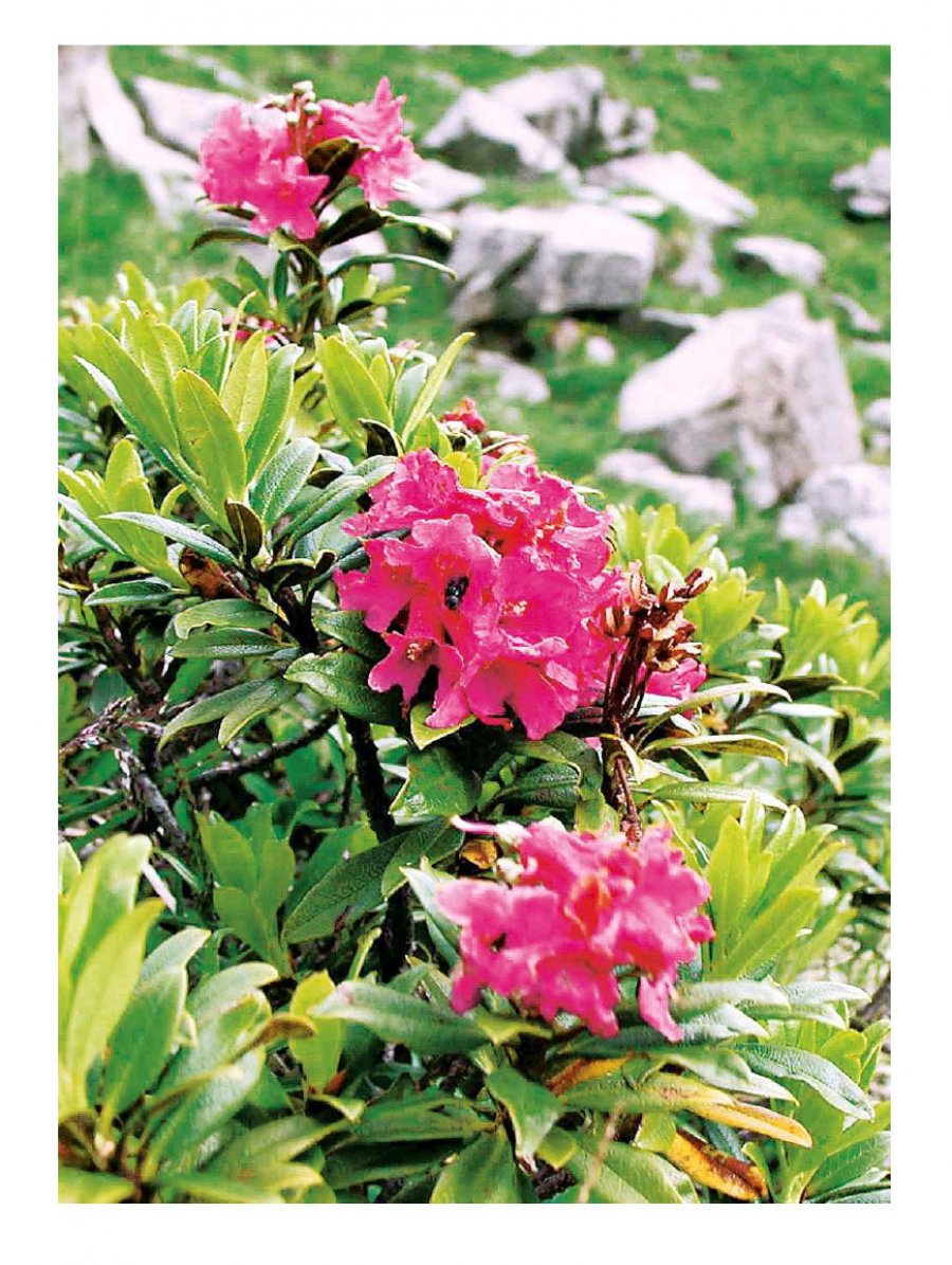 Sterbebild: Gianna Francesca ved. Petrachi nata Endrizzi