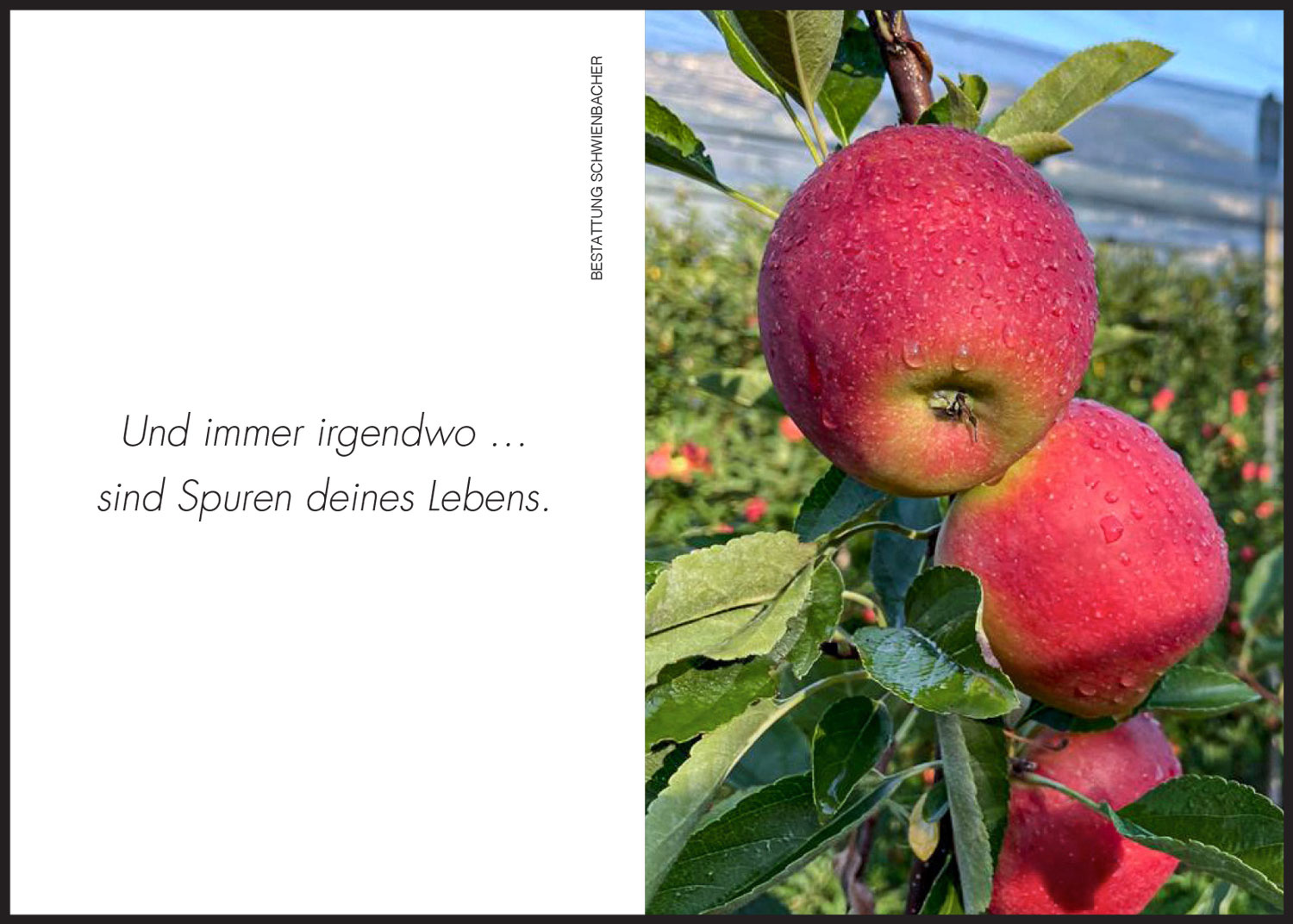 Sterbebild: Franz Mairhofer