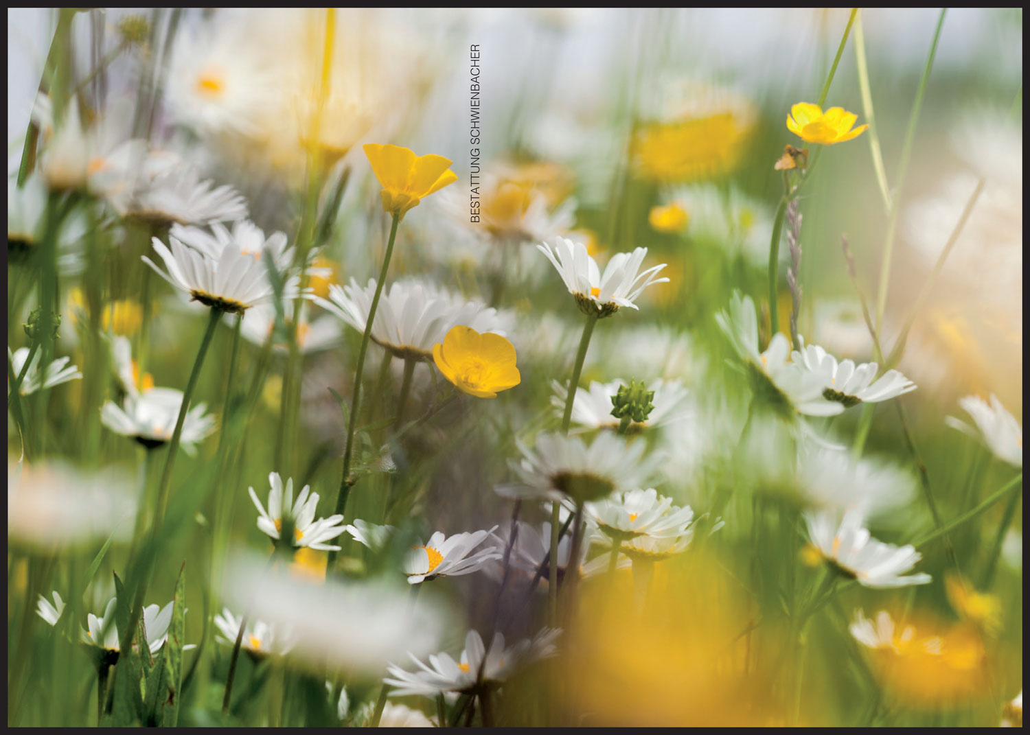 Sterbebild: Matilde Wwe. Prinoth geb. Pircher