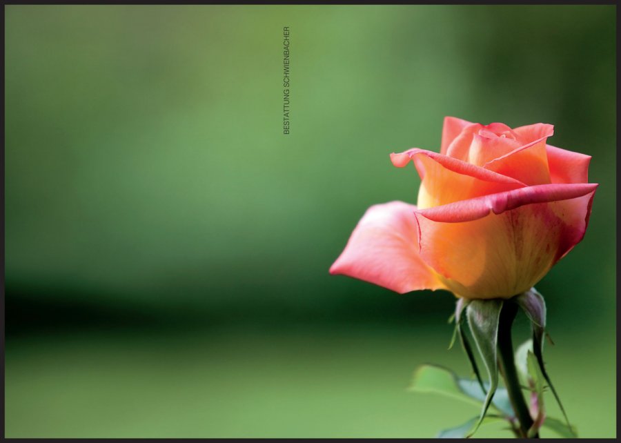 Sterbebild: Erich Köll