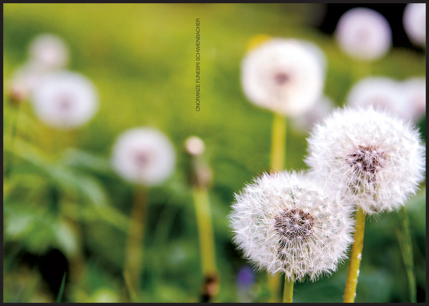 Sterbebild: Carminantonio De Lucia